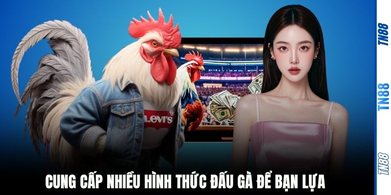 Cung cấp nhiều hình thức đấu gà để bạn lựa chọn