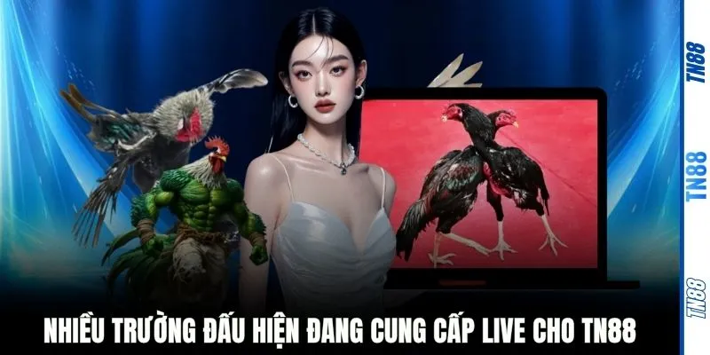Nhiều trường đấu hiện đang cung cấp live cho TN88