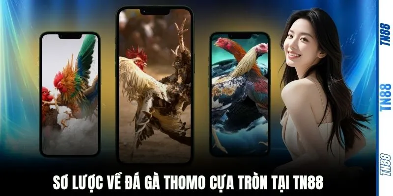 Sơ lược về đá gà Thomo cựa tròn tại TN88