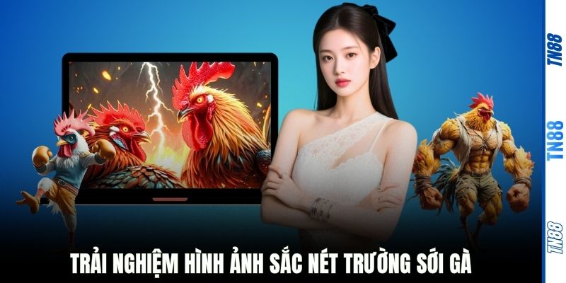 Trải nghiệm hình ảnh sắc nét trường sới gà